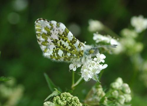 Réf. 213 649 : Anthocharis cardamines